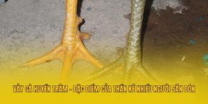 Vảy Gà Huyền Trâm - Đặc Điểm Của Thần Kê Nhiều Người Săn Đón